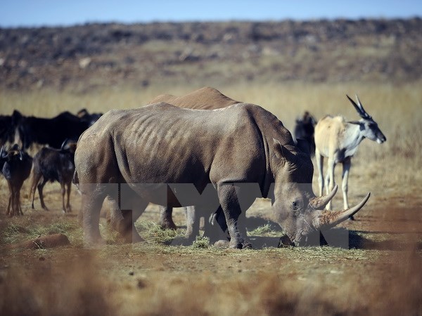 Chính phủ Nam Phi nối lại lệnh cấm buôn bán sừng tê giác